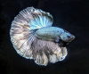 Петушок Халф Мун медный самец (Betta male Halfmoon Copper)