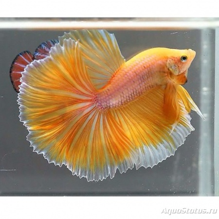 Петушок Халф Мун золотой самец( Betta male Halfmoon gold)
