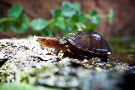 Черепаха Мускусная (Sternotherus odoratus)