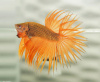 Петушок Коронохвостый ананасовый самец (Betta-splendens-crown-tail-Pineapple)