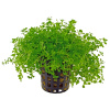 Микрантенум Монтекарло (Micranthemum Montecarlo)