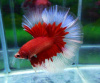 Петушок Халф Мун Рубиновая бабочка самец (Betta male Halfmoon rubin boterfly)