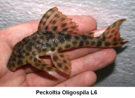 Номерной сом L 006 Пеколтия пятнистая (Peckoltia oligospila) 