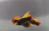 Пецилия черная высокоплавничная (Xiphophorus variatus Black hifin Platy)