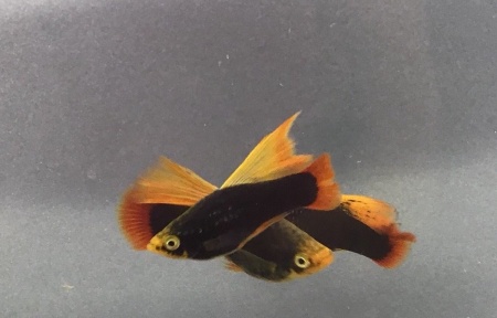 Пецилия черная высокоплавничная (Xiphophorus variatus Black hifin Platy)