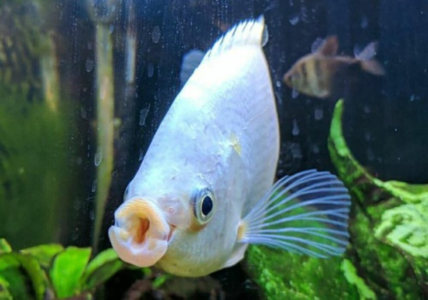 Гурами целующийся (Helostoma temminkii) 5 см