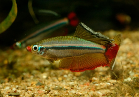 Кардинал (Tanichthys albonubes) 2 см