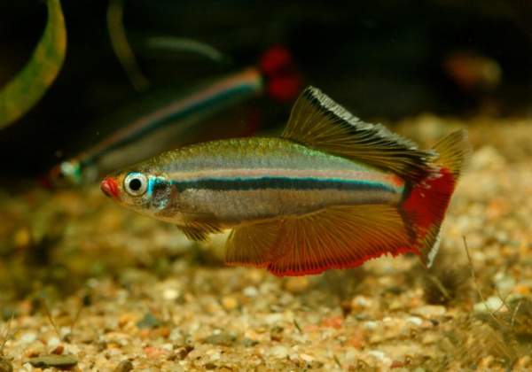 Кардинал (Tanichthys albonubes) 2 см