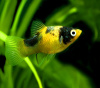 Пецилия пчелка (Xiphophorus maculatus Bumble bee Platy)