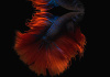 Петушок Халф Мун двухвостый красно-синий самец (Betta male Halfmoo Double Tail)