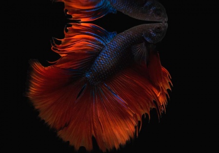Петушок Халф Мун двухвостый красно-синий самец (Betta male Halfmoo Double Tail)