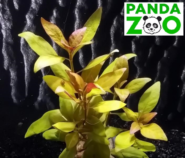 Alternanthera reineckii Kleines Papageienblatt - Альтернантера рейнеки папагейт L169