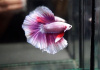 Петушок Халф Мун орхидея пурпурная самец (Betta male Halfmoon purple orchid)