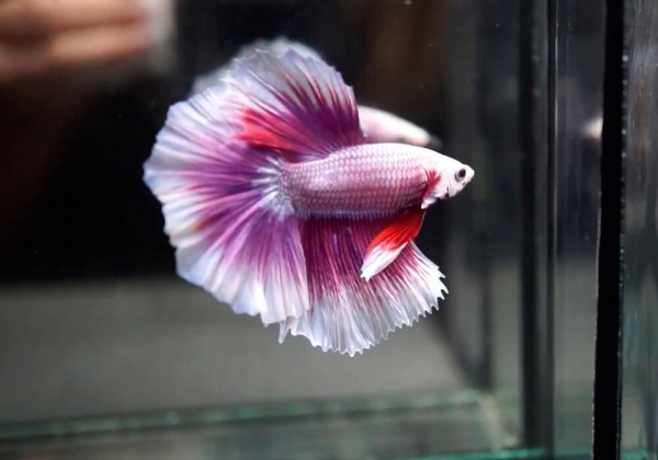 Петушок Халф Мун орхидея пурпурная самец (Betta male Halfmoon purple orchid)