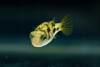Тетрадон карликовый (Tetraodon travancoricus)