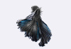 Петушок Халф Мун черный  дым самец (Betta-splendens-Halfmoon-Black)