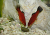 Пецилия красная чернохвостая (Xiphophorus maculatus red black tail)