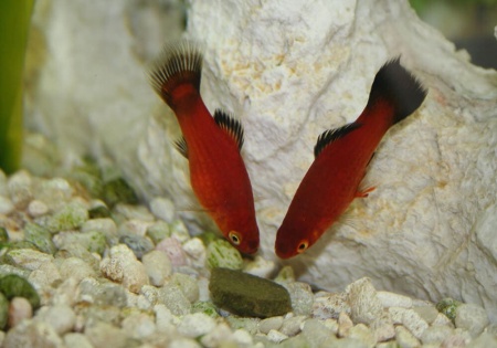 Пецилия красная чернохвостая (Xiphophorus maculatus red black tail)