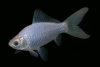 Золотая рыбка Комета белая (Goldfish comet white)