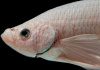 Петушок Халф Мун белый самец (Betta male Halfmoon white)