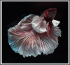 Петушок Халфмун Дамбо красный самец (betta-dumbo-red-male))