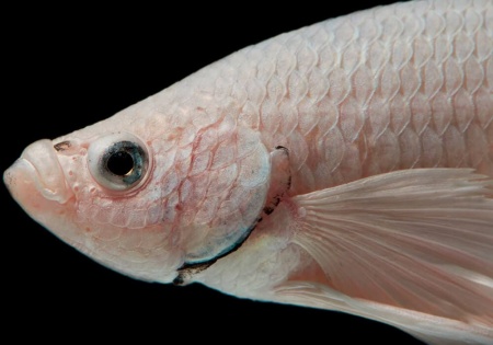 Петушок Халф Мун белый самец (Betta male Halfmoon white)