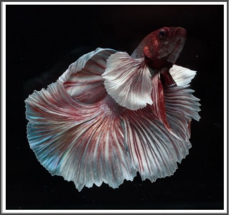 Петушок Халфмун Дамбо красный самец (betta-dumbo-red-male))