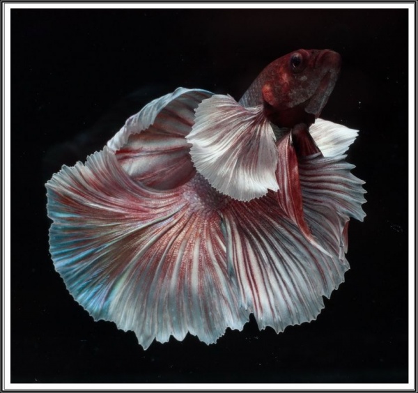 Петушок ХалфМун Дамбо пурпурный самец  (betta dambo elephant ear purple)