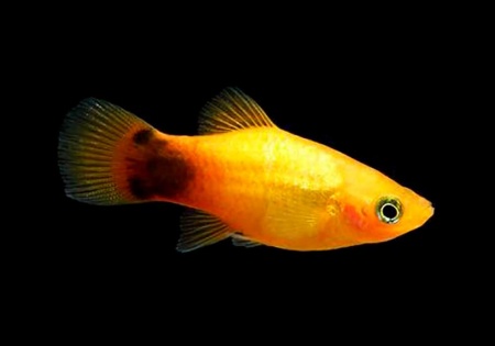 Пецилия солнечная Микки Маус  (Xiphophorus maculatus sunburst Mickey Mouse Platy)