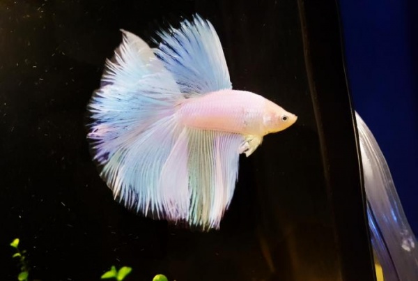 Петушок Супер Дельта белый самец (betta-MALE super-delta-white-)