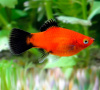 Пецилия красная чернохвостая (Xiphophorus maculatus red black tail)