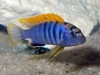  Лабидохромиса Хонги (Labidochromis sp. 'Hongi') 