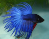 Петушок Коронохвостый синий самец (Betta-splendens-crown-tail-blue )