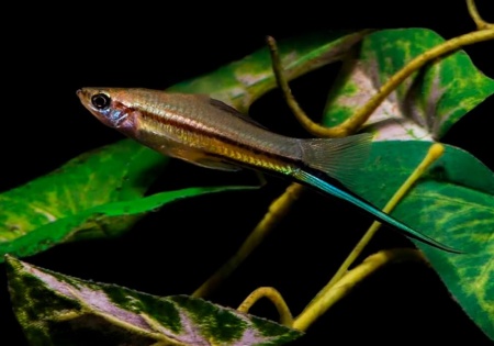 Меченосец Геллера зеленый (Xiphophorus helleri Green)