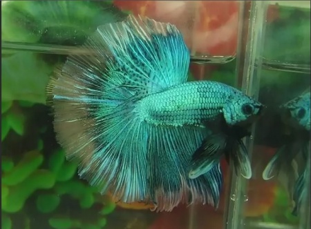 Петушок Халф Мун бабочка зеленый самец Betta splendens Halfmoon green Butterfly)