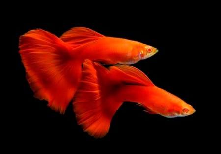 Гуппи полностью красный альбинос (Guppy Full Red albino)