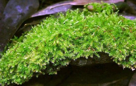 Мох рождественский - крисмас (Christmas Moss, Vesicularia montagnei)