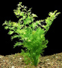 Папоротник Индийский (Ceratopteris Thalictroides)