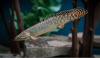Полиптерус Орнатипиннис (Polypterus ornatipinnis) 15-16 см