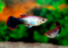 Гуппи смокинг розовый (Guppy Tuxedo Pink)