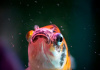 Золотая рыбка Шубункин ситцевый( Goldfish Shubunkin calico)