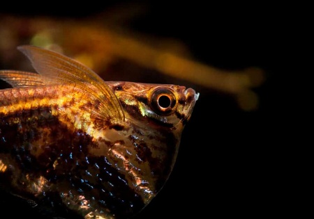 Карнегиелла мраморная (Carnegiella strigata)