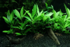 Гигрофила "Лимонник"  (Hygrophila corymbosa)