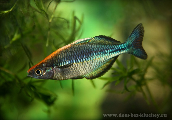 Радужница Озерная Меланотения Бирюзовая (Melanotaenia lacustris)