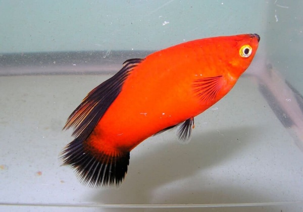 Пецилия красная чернохвостая высокоплавничная (Xiphophorus maculatus red black tail sailfin)