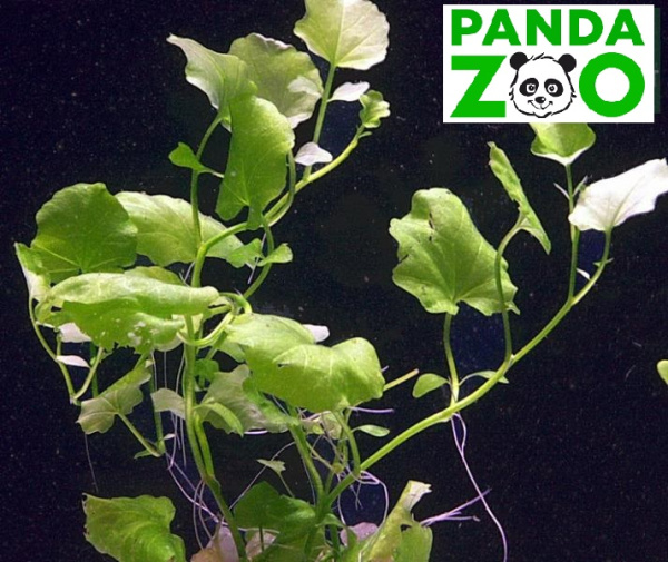 Cardamine lyrata- Кардамин лирата L024