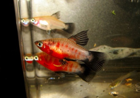 Пецилия красное сердце (Xiphophorus maculatus Bleeding Heart Platy)