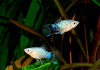 Пецилия голубая ситцевая (Xiphophorus maculatus Blue Calico Platy)