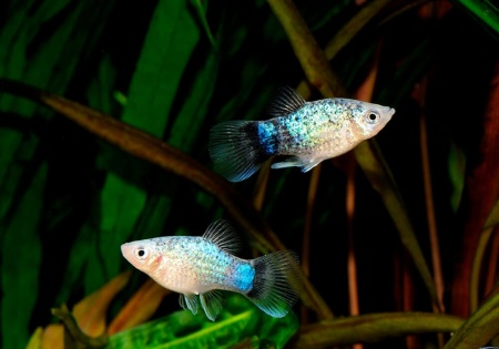 Пецилия голубая ситцевая (Xiphophorus maculatus Blue Calico Platy)