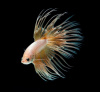 Петушок Коронохвостый золотой самец (Betta-splendens-crown-tail-gold)